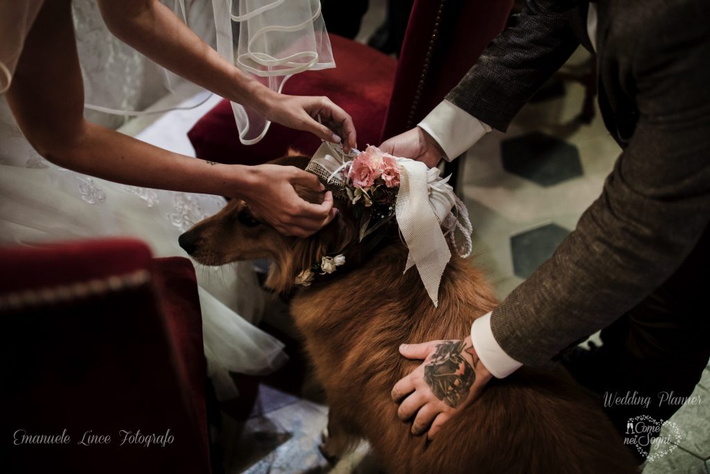 Wedding Dog